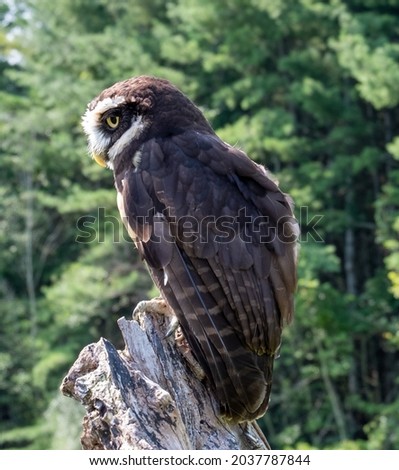 A beautiful spectacled owl perched on a log in the forest