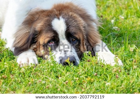 Large shaggy dog breed Moscow watchdog with a sad look lying on the grass Royalty-Free Stock Photo #2037792119