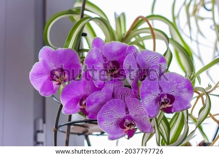 Purple orchid on the windowsill. Care of home plants. A beautiful orchid.