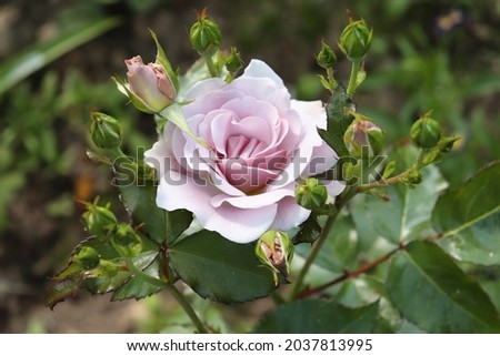 Silver and tender pink color Floribunda Rose Silver Cloud flowers in a garden in June 2021. Idea for postcards, greetings, invitations, posters, wedding and Birthday decoration, background 