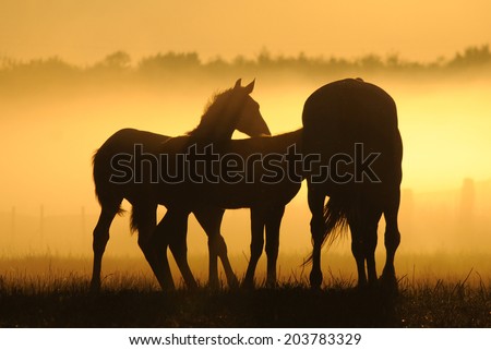 Mares with foals against the dawn. Horses come in a landscape at sunrise