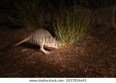 An eastern bettong on the ground in the zoo
