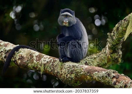 Blue diademed monkey, Cercopithecus mitis, sitting on tree in the nature forest habitat, Bwindi Impenetrable National Park, Uganda in Africa. Cute monkey with long tail on big tree branch, wildlife. Royalty-Free Stock Photo #2037837359