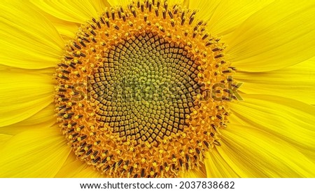 abstract floral background of blooming sunflower close up