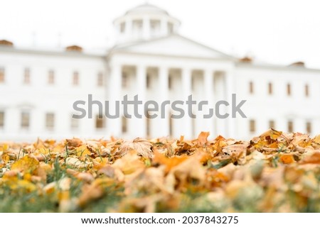autumn fallen leaves of a maple tree on the ground on the green grass against the background of the blurred white building of the estate in fall park