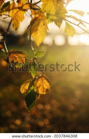 autumn leaves on the tree, soft focus, selective focus