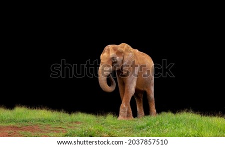 Elephant in grass isolated with black background.