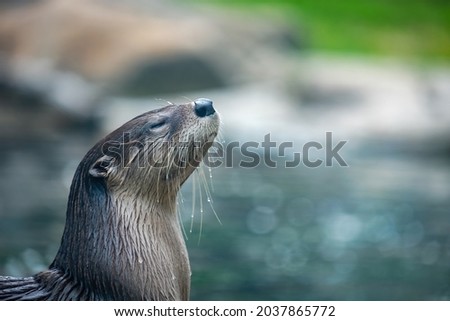North American river otter (Lontra canadensis) emerging from water and looking calm and serene