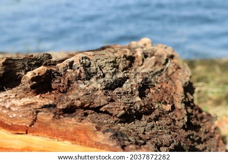 Tree bark close up picture with blured lake in the background 