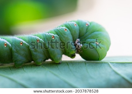 A close-up view of a caterpillar on a leaf