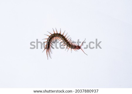 Centipede which is known by Indonesians as "Kaki Seribu" on a white background