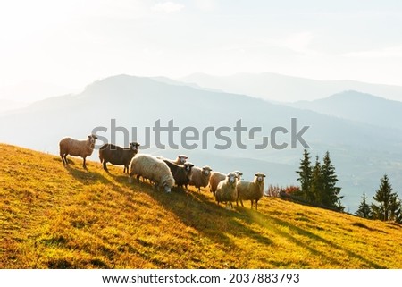 Herd of sheeps in sunny autumn mountains. Carpathians, Ukraine, Europe. Landscape photography Royalty-Free Stock Photo #2037883793