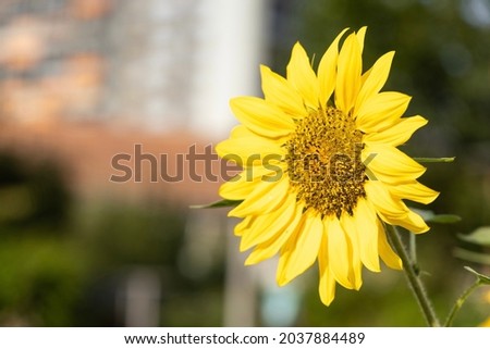 Close-up of a sunflower on a sunny day