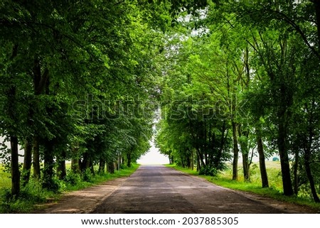 A road through an alley of lush trees.