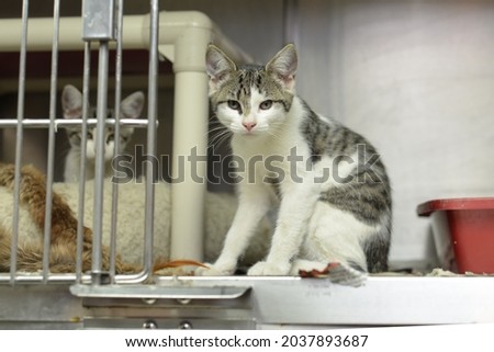 Animal rescue shelter cat waiting to be adopted Royalty-Free Stock Photo #2037893687
