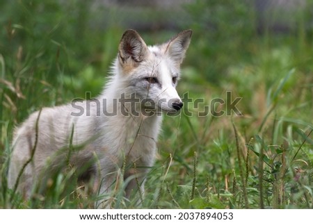 A closeup shot of a white fox