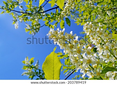 White flowers of bird cherry on blue sky background