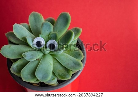 Succulent plant with plastic eyes on red vibrant background with copy space