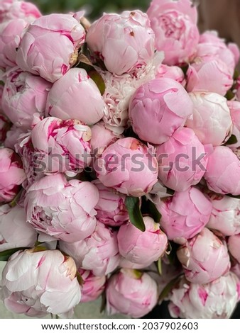 Background image of luxurious flowers in close-up. A bouquet of delicate pink peonies for making bouquets in a flower shop for a romantic gift for a holiday to a girl. A postcard with flowers
