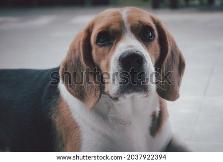 Top view picture of cute beagle dog playing outdoors in park on a sunny day, looking up attentively, waiting for a command from its owner.