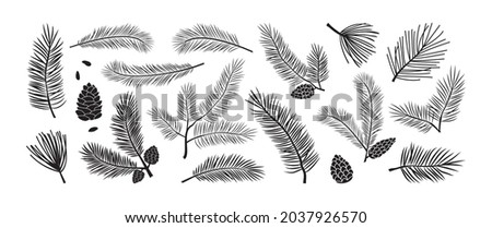 Pine branch, fir icon, vector evergreen plant, Christmas tree and pine cone. Black silhoettes islated on white backgrond. Winter nature illustration Royalty-Free Stock Photo #2037926570