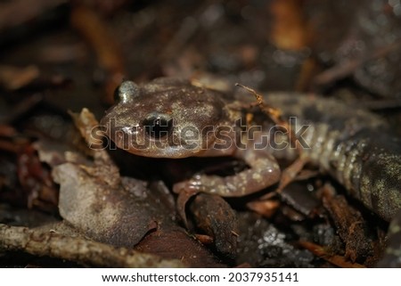 Closeup of an adult Clouded salamander, Aneides vagrans on the forrest floor in North California