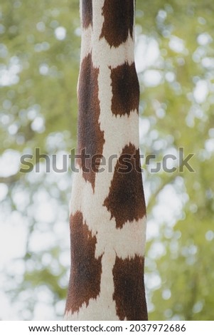 A detail of giraffe's skin from its neck