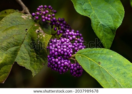 Close up of purple beautyberries