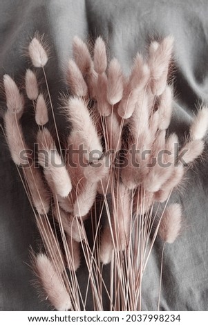Dry fluffy bunny tails grass Lagurus  flowers on dark gray linen fabric texture  background.toned. poster.Floral card Royalty-Free Stock Photo #2037998234