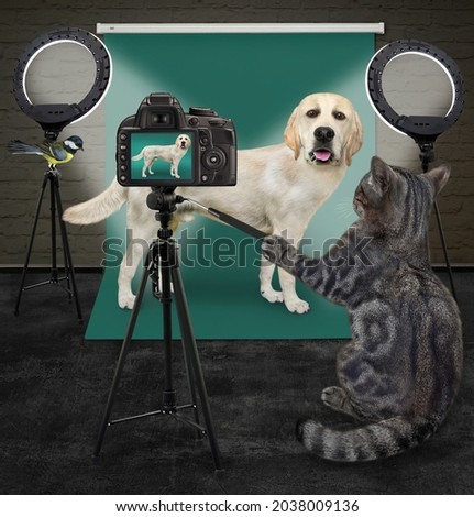 A gray cat photographer is photographing a dog labrador in the photo studio.