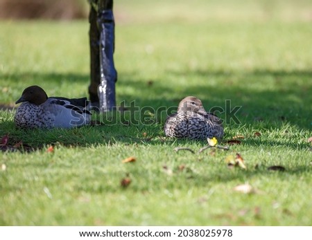two Australian dabbling ducks, sitting in a field of green grass with fallen leaves during spring in Adelaide