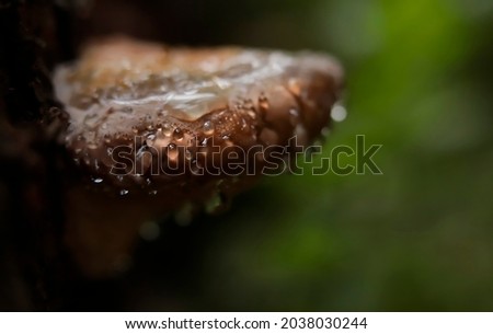 Guttation phenomena on fomitopsis pinicola, known as the red-belted conk fungus Royalty-Free Stock Photo #2038030244