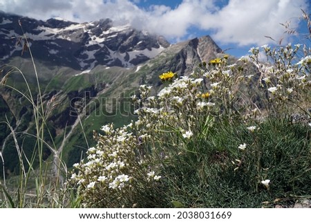 white chamomile flowers in the mountains in summer