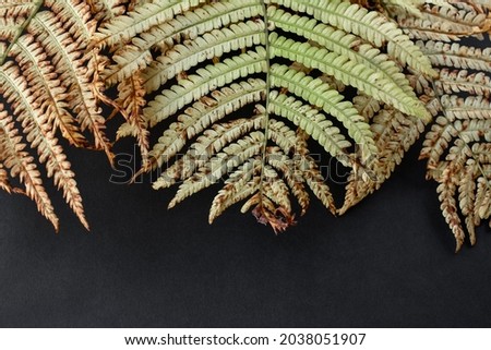 Autumn, dry fern leaves on a black background.