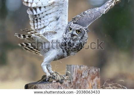 Spotted Eagle Owl (Bubo africanus) the owl is about to take off. Wildlife scene from nature. 