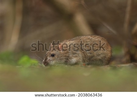 brown rat (Rattus norvegicus) is one of the best known and most common rats. Wildlife scene from nature.
