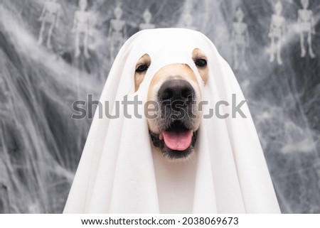Cute Halloween ghost dog. Golden retriever in a ghost costume sits on a black background with cobwebs
