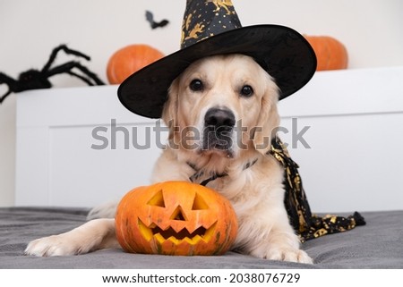A dog dressed as a witch for Halloween. Golden retriever in Halloween room with pumpkins, bats, spiders