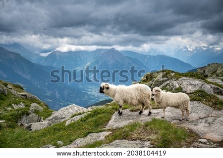 Valais Blacknose sheep with lamb in Valais on a rainy summer day Royalty-Free Stock Photo #2038104419