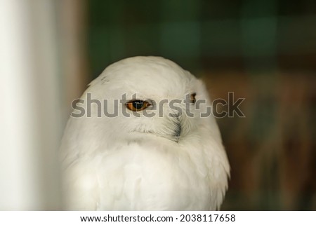Snowy owl in zoological garden