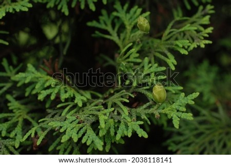 A selective focus shot of a cypress tree branches