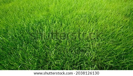 Natural Green grass background or texture