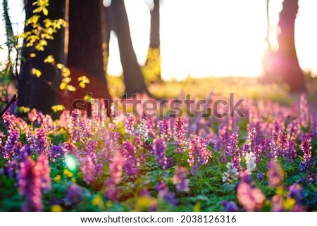 Fantastic forest is covered with Corydalis cava flowers in sunny day undercover of the tree canopy. Location place Ukraine, Europe. Soft selective focus. Spectacular photo wallpaper. Beauty of earth.