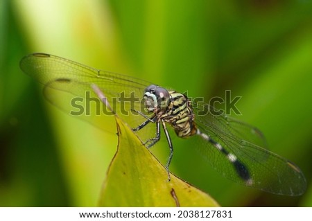 Yellow black striped dragonfly close up 