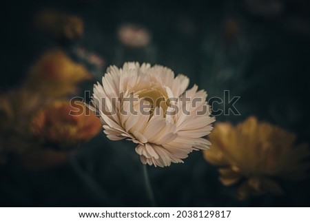 Background art flowers. Creative artwork used for printing on large format canvas