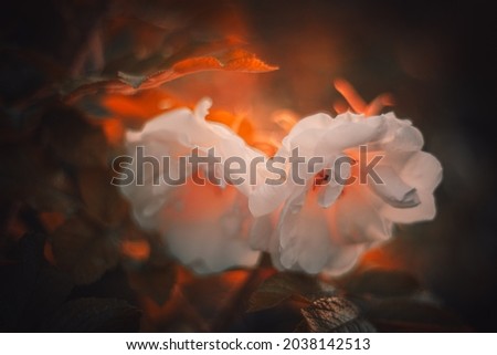 Background art flowers. Creative artwork used for printing on large format canvas