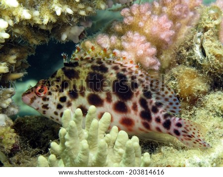 A shy pixie hawkfish under acropora coral