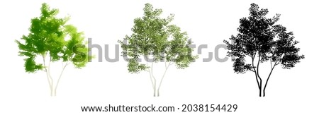 Set or collection of American Beech trees, painted, natural and as a black silhouette on white background. Concept or conceptual 3d illustration for nature, ecology and conservation, strength