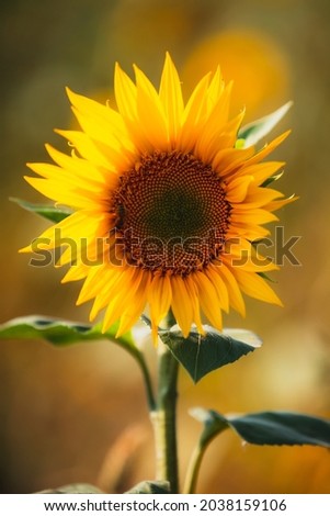 Single sunflower in full bloom with bee 
