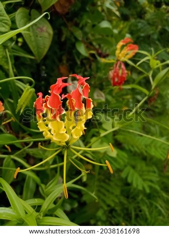 Fire lily, Flame lily, Gloriosa superba Plant of the Indian forest in Asia